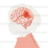 AVC hémorragique, rupture d’une artère au niveau du cerveau.La zone rouge indique la zone du cerveau dans laquelle le sang s’est répandu © sophie jacopin