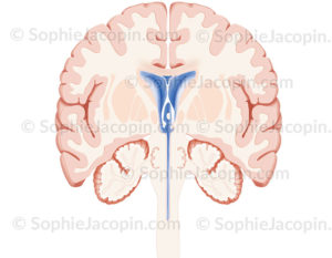 Coupe frontale du cerveau, du cervelet et du tronc cérébral - © sophie jacopin