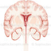 Coupe frontale du cerveau, du cervelet et du tronc cérébral - © sophie jacopin
