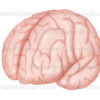 Hémisphères cérébraux vus de trois-quart antérieur du côté gauche - © sophie jacopin