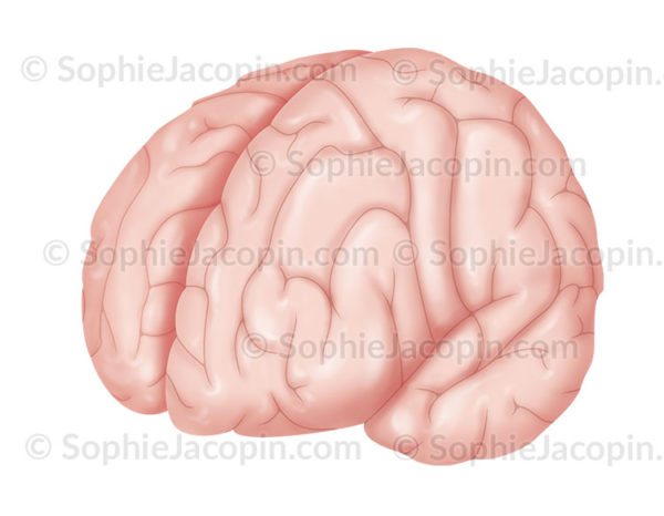 Hémisphères cérébraux vus de trois-quart antérieur du côté gauche - © sophie jacopin