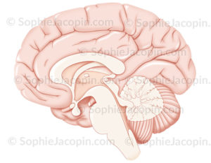 Structure de l’encéphale en coupe sagittale médiane - © sophie jacopin