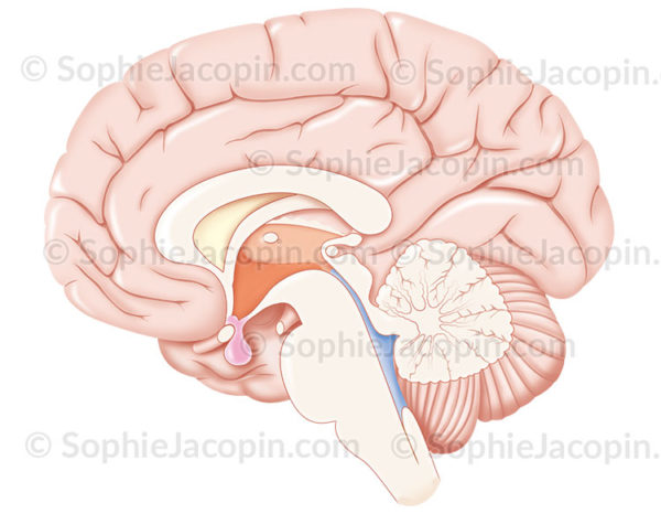 Structures du cerveau, mise en valeur des ventricules et de l’hypophyse - © sophie jacopin