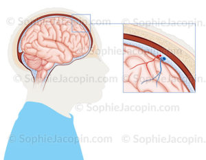 Anatomie des méninges, enveloppe entourant le cerveau, constituées de plusieurs couches, pie-mère, arachnoïde, dure-mère sous l’os du crâne - © sophie jacopin
