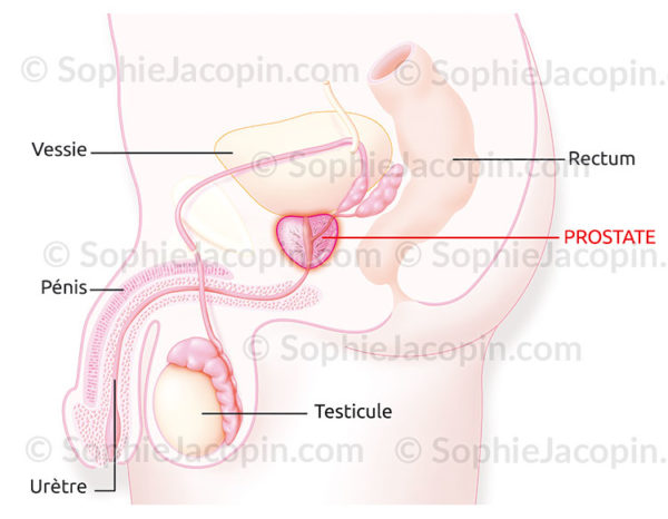 Anatomie uro-génitale masculine sur une coupe sagittale médiane, organes de la cavité pelvienne masculine - © sophie jacopin