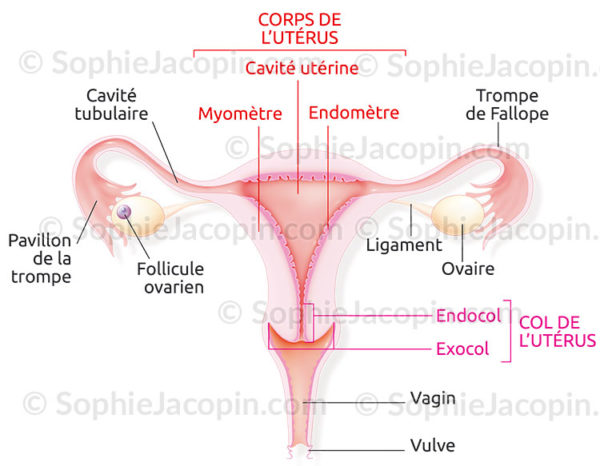 Appareil reproducteur féminin, vagin, utérus, ovaires, ovule, trompes de Fallope - © sophie jacopin