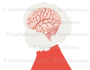 Artères superficielles du cerveau, artère vertébrale, basilaire, cérébrale antérieure - © sophie jacopin