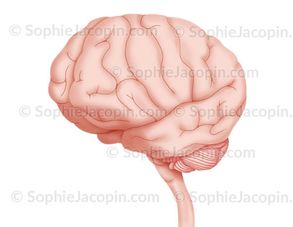 Cerveau vue de 3/4 du côté gauche - © sophie jacopin