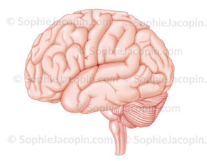 Cerveau, hémisphère gauche, cervelet, tronc cérébral, vue de profil - © sophie jacopin