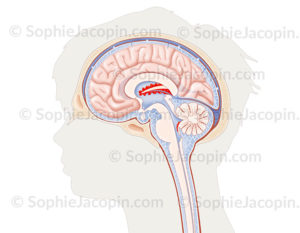 Cerveau entouré par les méninges, membranes qui entourent le système nerveux central - © sophie jacopin