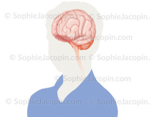 Cerveau vue de 3/4 mis en situation dans la silhouette du visage d’un enfant - © sophie jacopin