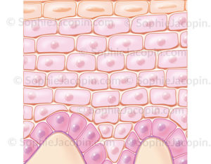 La couche épineuse de l’épiderme constituée de kératinocytes est la couche la plus épaisse, représentée en rose pâle - © sophie jacopin