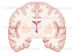 Coupe frontale du cerveau au niveau de la partie antérieur en avant lu tronc cérébral - © sophie jacopin