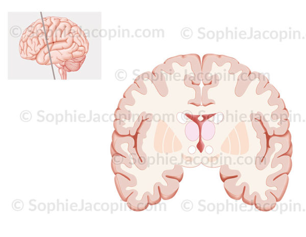 Coupe frontale du cerveau au niveau de la partie antérieur en avant lu tronc cérébral - © sophie jacopin