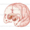 Ganglions de la base ou noyaux gris centraux sur une vue de 3/4 antérieure mettant en évidence les structures internes du cerveau - © sophie jacopin