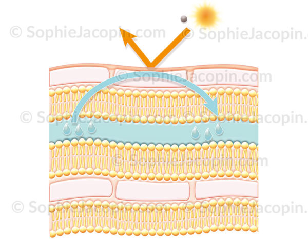 Hydratation de la peau grâce à la structure lamellaire normale de l’épiderme - © sophie jacopin