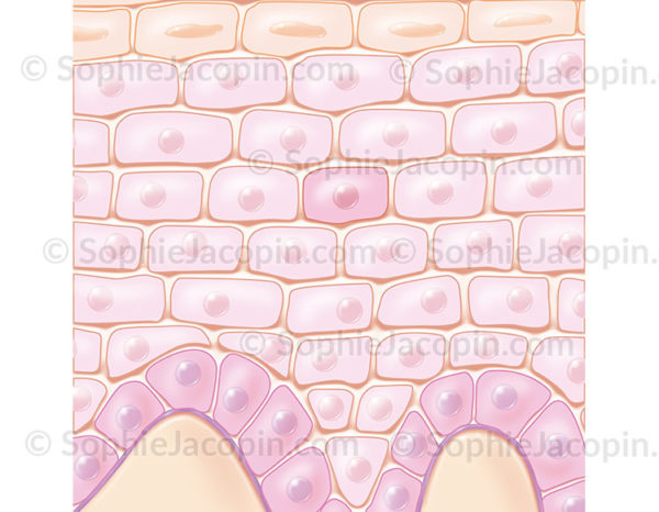 Les kératinocytes sont les cellules qui constituent principalement l’épiderme - © sophie jacopin