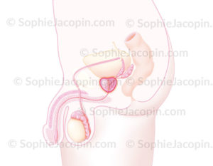 Localisation de la prostate sur une coupe sagittale médiane et ses rapports avec les organes de la cavité pelvienne masculine - © sophie jacopin