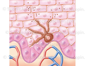 Le mélanocyte produit la mélanine responsable de la pigmentation de l’épiderme de la peau et de sa protection contre les UV - © sophie jacopin