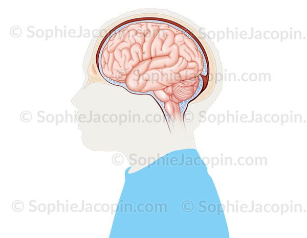 Les méninges entourant le cerveau sont constituées de plusieurs couches, pie-mère, arachnoïde, dure-mère sous l’os du crâne © sophie jacopin