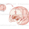 Noyaux gris centraux ou ganglions de la base sur une vue de 3/4 antérieure mettant en évidence les structures internes du cerveau - © sophie jacopin