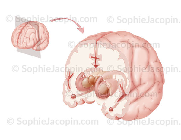 Noyaux gris centraux ou ganglions de la base sur une vue de 3/4 antérieure mettant en évidence les structures internes du cerveau - © sophie jacopin