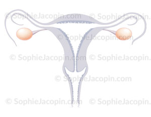 Ovaires représentés sur une coupe frontale des organes génitaux féminins, utérus, vagin, trompes de Fallope - © sophie jacopin