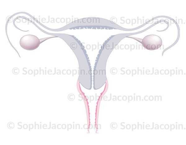Paroi vaginale représentée sur une coupe frontale des organes génitaux féminins, utérus, ovaires, trompes de Fallope - © sophie jacopin