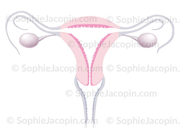 Parois de l’utérus, myomètre, endomètre, sur une coupe frontale des organes génitaux féminins, vagin, ovaires, trompes de Fallope - © sophie jacopin