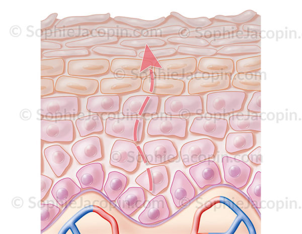 La peau mature montre une structure des kératinocytes désorganisée et irrégulière, la couche cornée épaisse donne un effet terne à la peau - © sophie jacopin