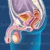Prostate sur une coupe sagittale médiane et ses rapports avec les organes de la cavité périnéale masculine - © sophie jacopin
