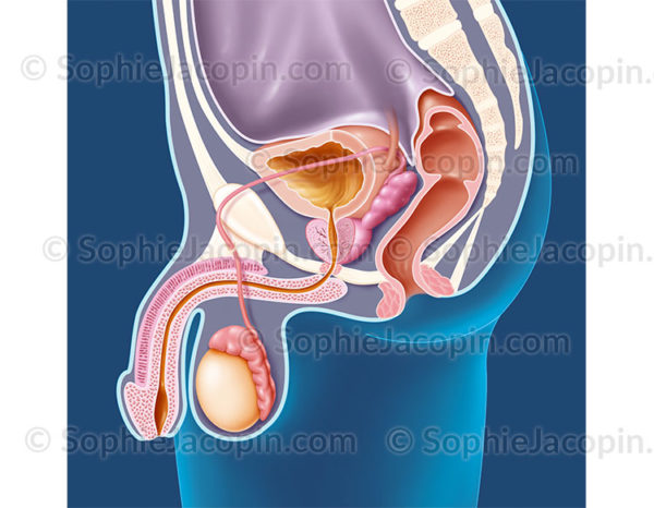 Prostate sur une coupe sagittale médiane et ses rapports avec les organes de la cavité périnéale masculine - © sophie jacopin