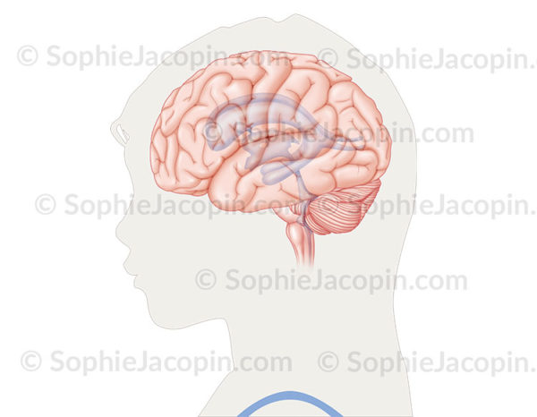 Système ventricules du cerveau en vue externe de profil, système constitué d’un ensemble de quatre cavités. - © sophie jacopin