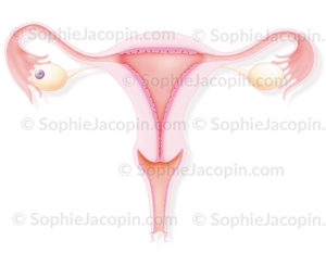 Organes génitaux féminins, vagin, utérus, ovaires, ovule, trompes de Fallope - © sophie jacopin
