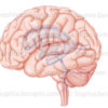 Ventricules du cerveau en vue externe de profil, système constitué d’un ensemble de quatre cavités - © sophie jacopin