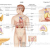 Anatomie du système endocrinien chez l'adulte et l'enfant glandes endocrines - © sophie jacopin