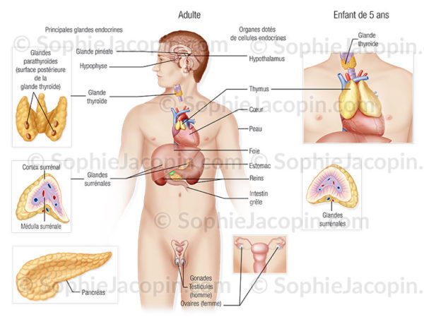 Anatomie du système endocrinien chez l'adulte et l'enfant glandes endocrines - © sophie jacopin