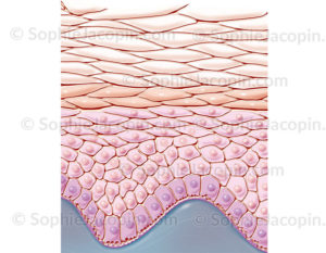 Couches de l'épiderme avec différenciation des différentes couches de kératinocytes (principales cellules de l'épiderme) qui évoluent au cours de leur maturation vers la surface - © sophie jacopin