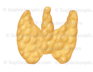 Glande thyroïde sur une vue antérieure représentée avec lobe pyramidal - © sophie jacopin