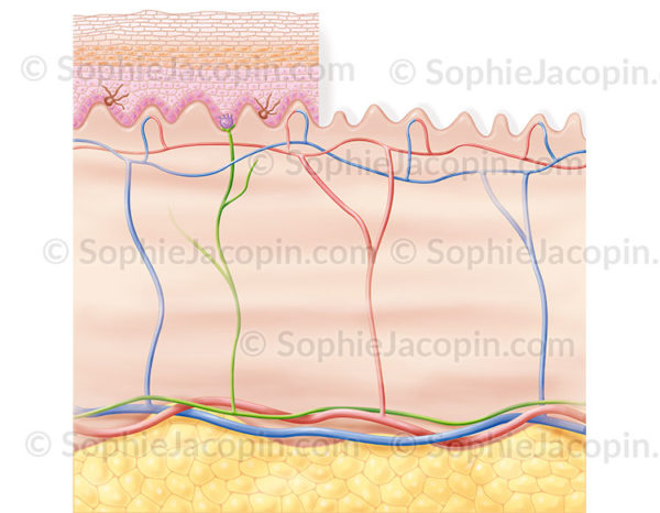 Papilles dermiques ou derme papillaire, vaguelette situées au niveau de la jonction dermo-épidermique - © sophie jacopin