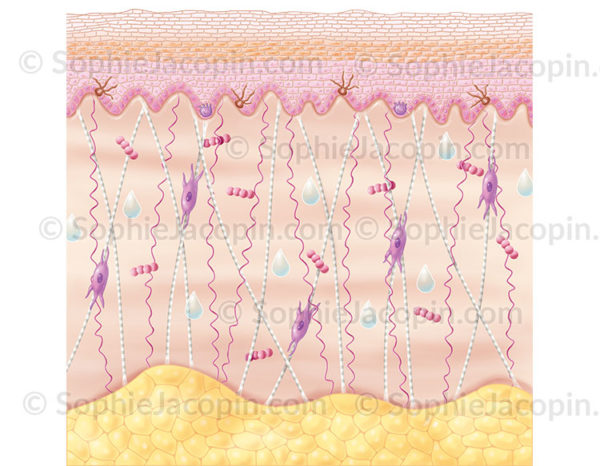 Structure du derme, tissu conjonctif constitué de fibroblastes, de collagène, d’élastine, d’acide hyaluronique et d’eau - © sophie jacopin