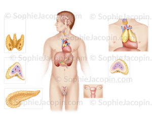 Système endocrinien chez l'adulte et l'enfant glandes endocrines, anatomie du système endocrinien - © sophie jacopin
