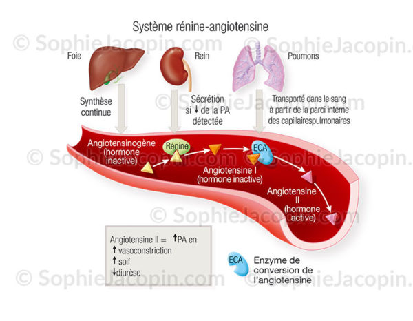Système rénine angiotensine, système hormonal qui maintient l'homéostasie hydrosodée, rôle prépondérant dans la régulation de la pression artérielle - © sophie jacopine