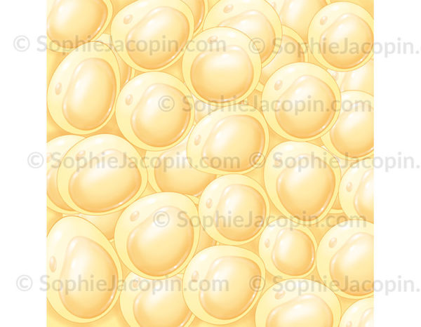 Le tissu adipeux ou tissu graisseux est constitué d’adipocytes, cellules graisseuses - © sophie jacopin