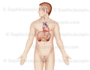 Système endocrinien chez un homme adulte, glandes endocrines, anatomie du système endocrinien - © sophie jacopin