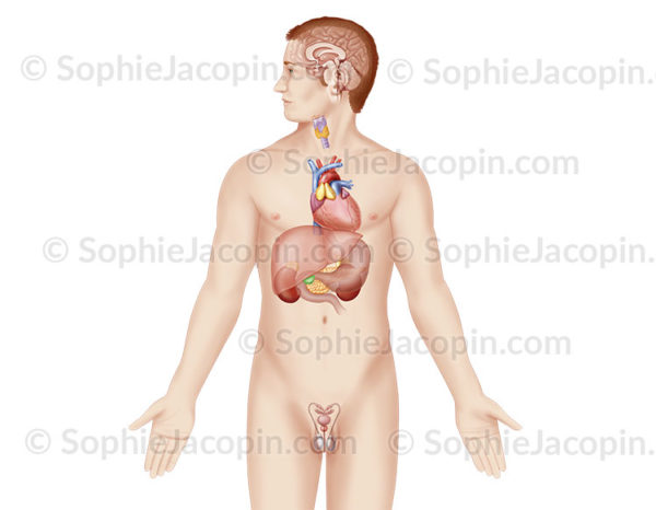 Système endocrinien chez un homme adulte, glandes endocrines, anatomie du système endocrinien - © sophie jacopin