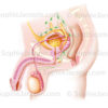 Système lymphatique pelvien masculin sur une coupe sagittale médiane des organes génitaux masculin